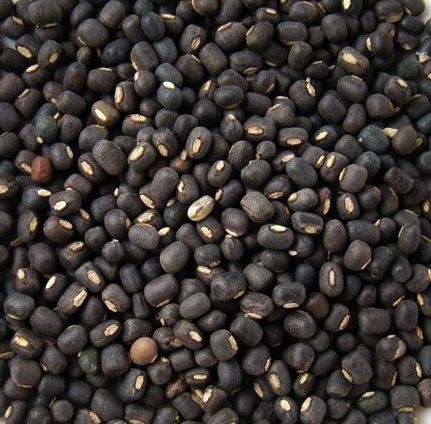 Urad Sabut